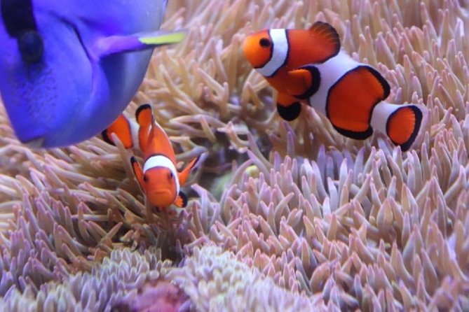 Hakone for Children to Enjoy! Japanese Crafts Experience - Exploring Traditional Hakone Crafts