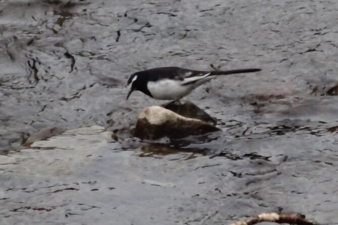 Easygoing Nature Walk in Hakone Tour - Umbrella