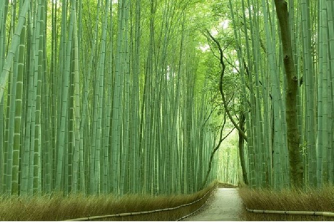 Kyoto Sagano Bamboo Grove Amp Arashiyama Walking Tour Quick Takeaways