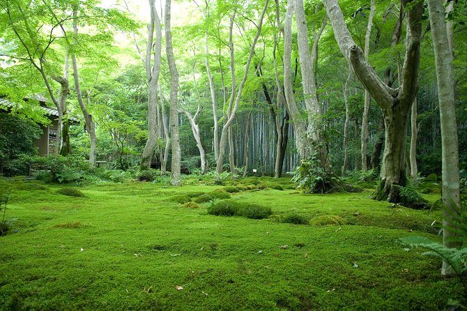 Kyoto Bamboo Forest Electric Bike Tour - The Sum Up