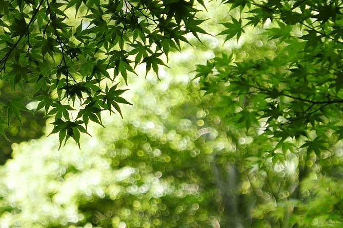 Minoh Waterfall And Nature Walk Through The Minoh Park Minoh Waterfall and Nature Walk Through the Minoh Park - Enjoy the Serene Nature Walk