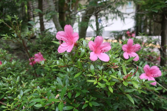 Minoh Waterfall And Nature Walk Through The Minoh Park Minoh Waterfall and Nature Walk Through the Minoh Park - Convenient Meeting and Pickup Options