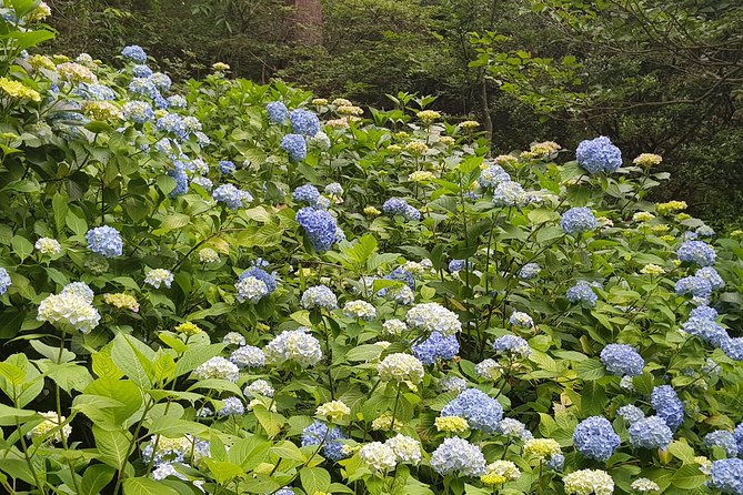 Private Car Day Trip to the Kobe Mountains, Gardens and Hot Springs From Osaka - Explore the Mountains and Hot Springs