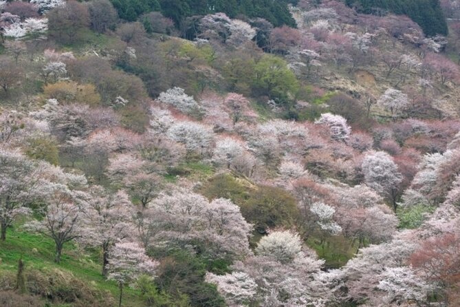 Cherry Blossom Buddha and Mt.Yoshino With Strawberry Picking Tour - Pricing and Value
