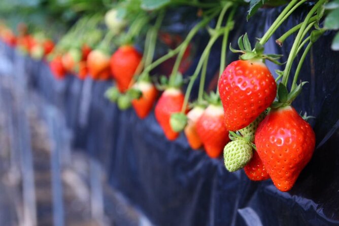 Cherry Blossom Buddha and Mt.Yoshino With Strawberry Picking Tour - Frequently Asked Questions