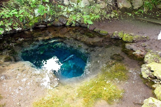 Mt Fuji Day Trip From Tokyo by Car With Photographer Guide - Terms and Conditions