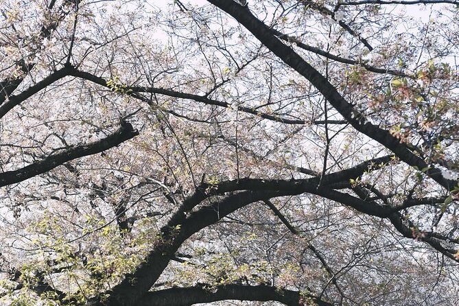 Private One Day Tokyo City Tour With Bilingual Driver - Local Cuisine and Foodie Delights