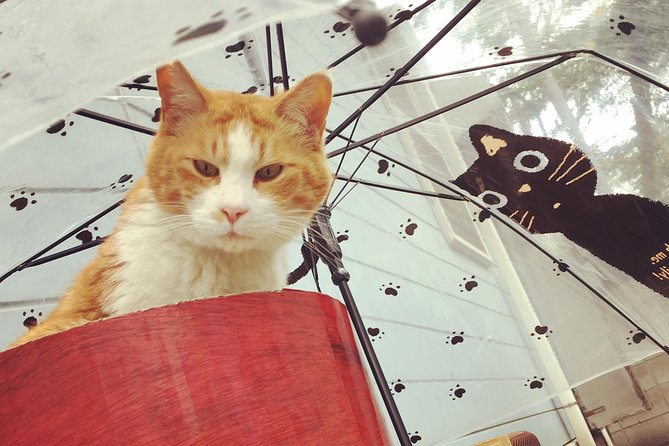 Setagaya Cat Tour! - Setagaya Cat Tour Overview
