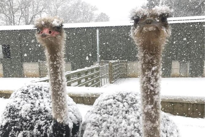 Charming Romantic VIP Tokyo Experience - Directions