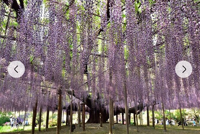 Tokyo Private Day Tour by Car With English Speaking Driver Guide - The Sum Up