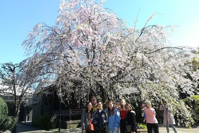 Cherry Blossom Highlights, Asakusa, Ueno, Yanaka - Best Time to Visit