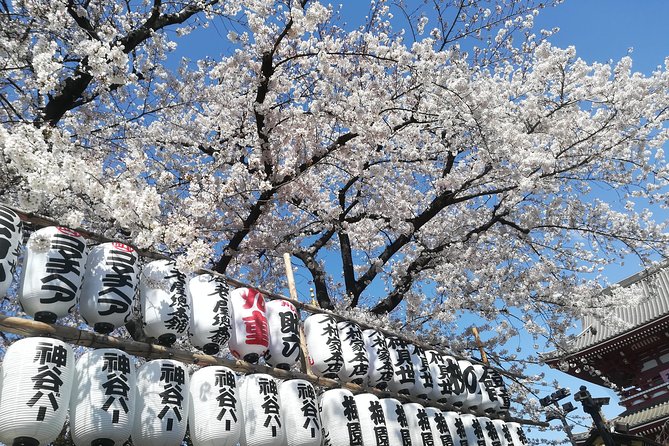 Cherry Blossom Highlights, Asakusa, Ueno & Meiji Shrine - Asakusa: Historic Charm and Cherry Blossoms
