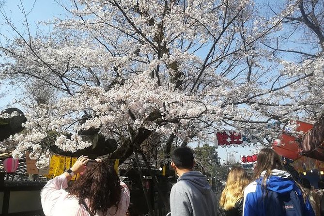 Cherry Blossom Highlights, Asakusa, Ueno & Meiji Shrine - Sakura Season in Asakusa
