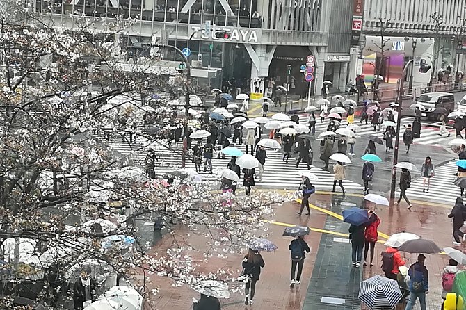 Cherry Blossom Highlights, Asakusa, Ueno & Meiji Shrine - Uenos Cherry Blossom Extravaganza