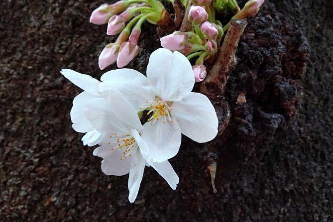 Private Guide Tour in Tokyo Half Day - Viator Help Center and Support