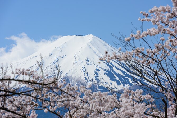 Mt. Fuji Cherry Blossom One Day Tour From Tokyo - Tour Highlights