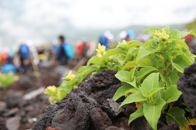 Private Trekking Experience up to 7th Station in Mt. Fuji - Confirmation and Availability
