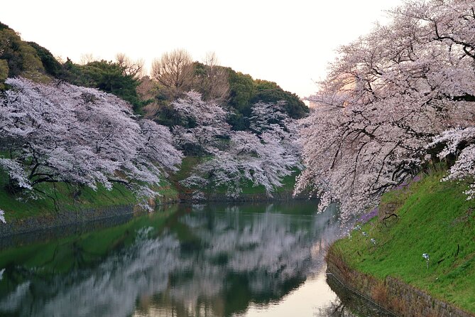 Cherry Blossom Private Tour - Tour Overview