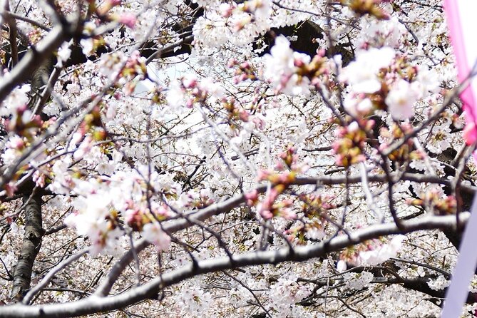 Cherry Blossom Private Tour - Traveler Photos and Ratings
