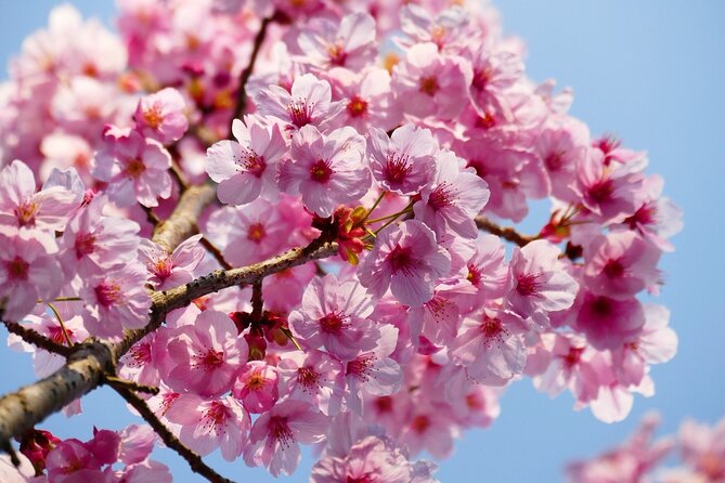 Cherry Blossom Private Tour - Cancellation Policy