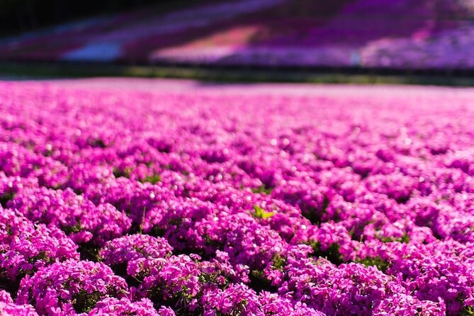 Mount Fuji Private Tour by Car With Pick up - Customer Reviews and Feedback