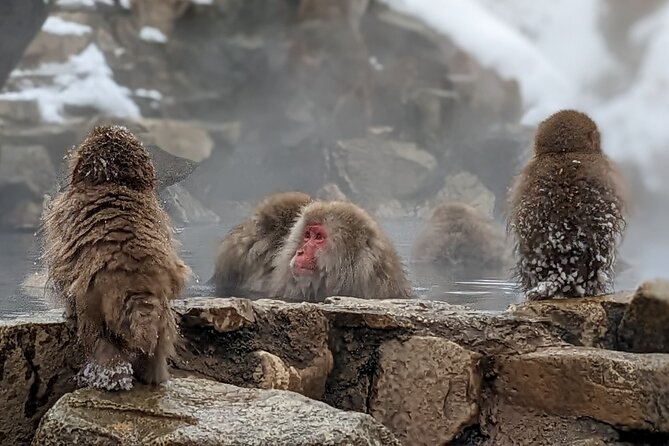Nagano Snow Monkey 1 Day Tour With Beef Sukiyaki Lunch From Tokyo - Exploring Jigokudani Monkey Park