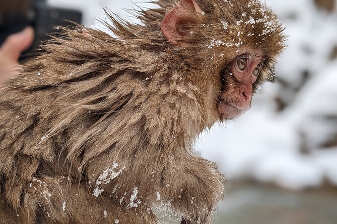 Nagano Snow Monkey 1 Day Tour With Beef Sukiyaki Lunch From Tokyo - Cancellation and Refund Policy