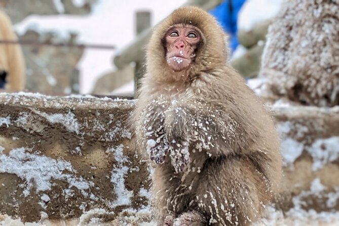 Nagano Snow Monkey 1 Day Tour With Beef Sukiyaki Lunch From Tokyo - Indulge in Beef Sukiyaki Lunch