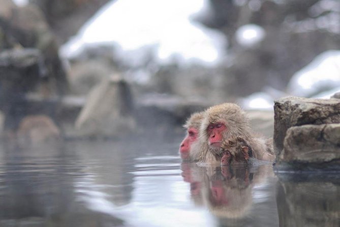 3-Day Private Tokyo and Nagano: Snow Monkeys, Tsukiji Market and Bullet Train - Exploring Tsukiji Market