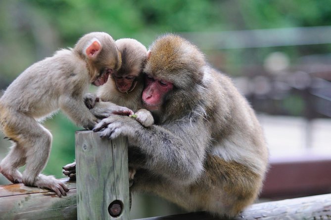 3-Day Private Tokyo and Nagano: Snow Monkeys, Tsukiji Market and Bullet Train - The Sum Up