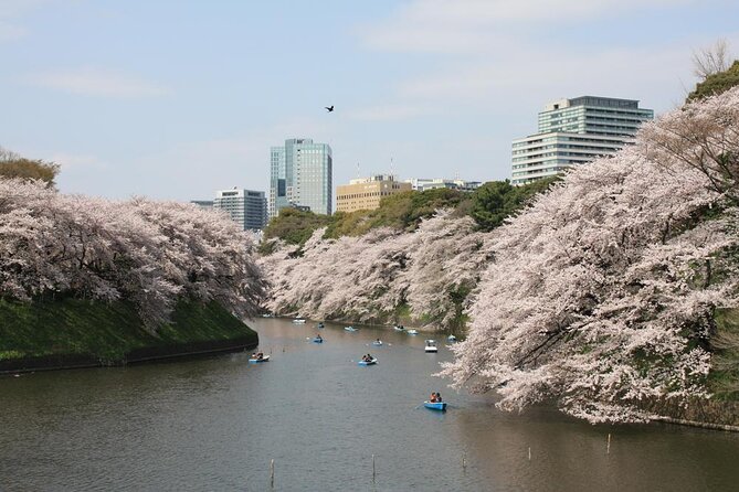 Tokyo Cherry Blossoms Blooming Spots E Bike Hour Tour Quick Takeaways