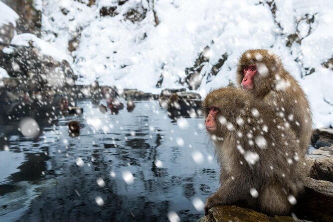Snow Monkey, Shiga Kogen Roman Museum With Lunch Buffet - Additional Information and Guidelines