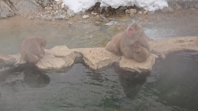 Snow Monkey, Shiga Kogen Roman Museum With Lunch Buffet - Shiga Kogen Roman Museum Visit