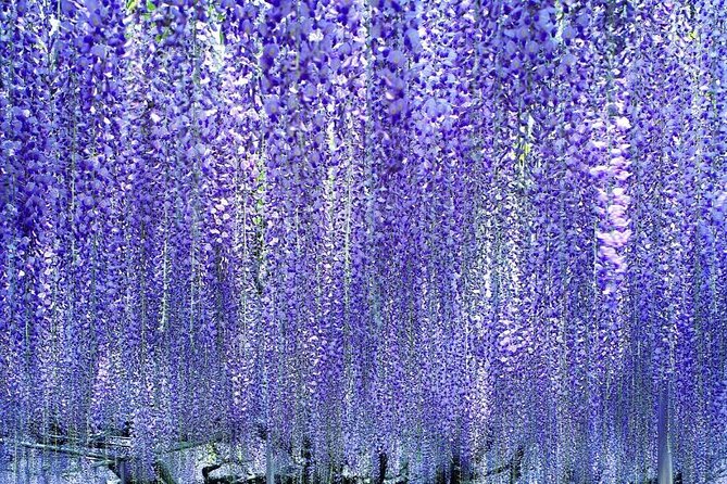Hitachi National Seaside Parks Flowers & Ashikaga Flower Park - Tour Overview and Details