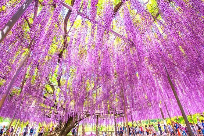 Hitachi National Seaside Parks Flowers & Ashikaga Flower Park - The Sum Up