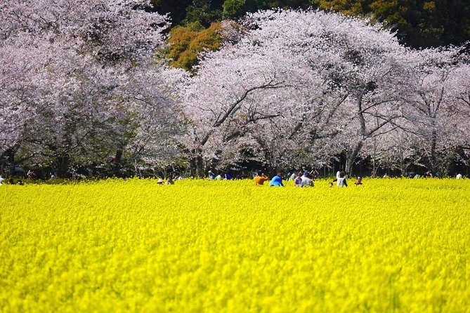 A Day Charter Bus Tour Around Cherry Blossoms in Northern Kyushu - Tour Duration and Details