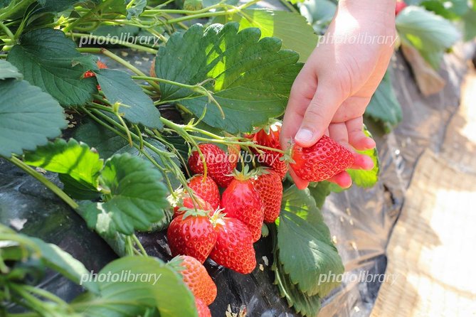 Short Day Trip Chater Bus to Strawberry Picking & Shop in Fukuoka - Driver and Guide