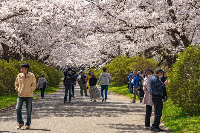 Private Hiroshima Cherry Blossom and Sakura Experience - Viator, Inc
