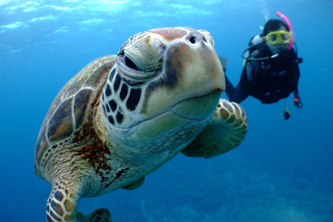 Full Day Quot Experience Diving Quot Trip At Kerama Islands Quick Takeaways