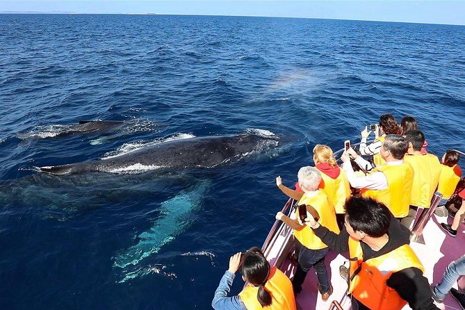 Okinawa Whale Watching From Naha - Participant Requirements
