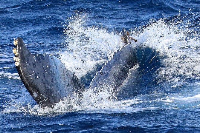 Okinawa Whale Watching From Naha - Frequently Asked Questions