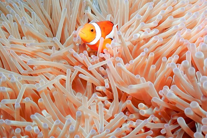 Naha: Full-Day Introductory Diving & Snorkeling in the Kerama Islands, Okinawa - Pricing and Operator