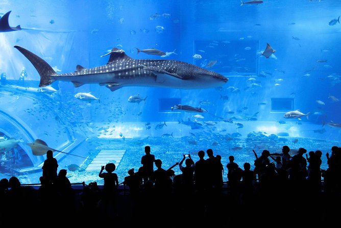 North Okinawa Bus Day Tour Manzamo Kouri Island Ocean Expo Park American Village - North Okinawa Bus Day Tour Overview