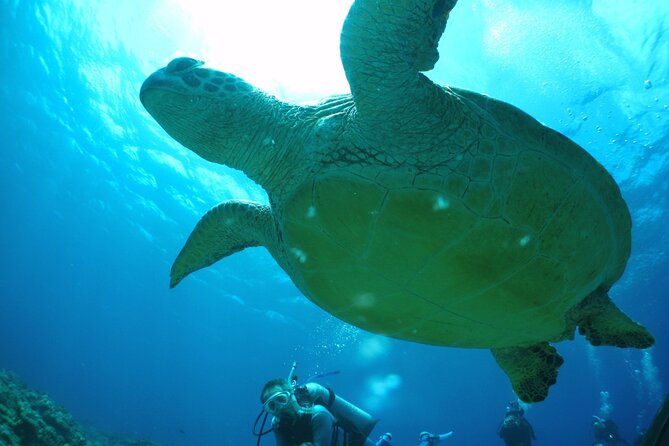 Full Day Guided Boat 2diving in Kerama Islands（License Required） - Pickup and Meeting Details