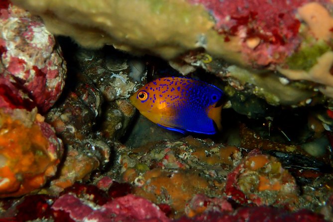 Let'S Enjoy Scuba Diving in Izu Oceanic Park Izu Peninsula for Certificate Diver - End Point