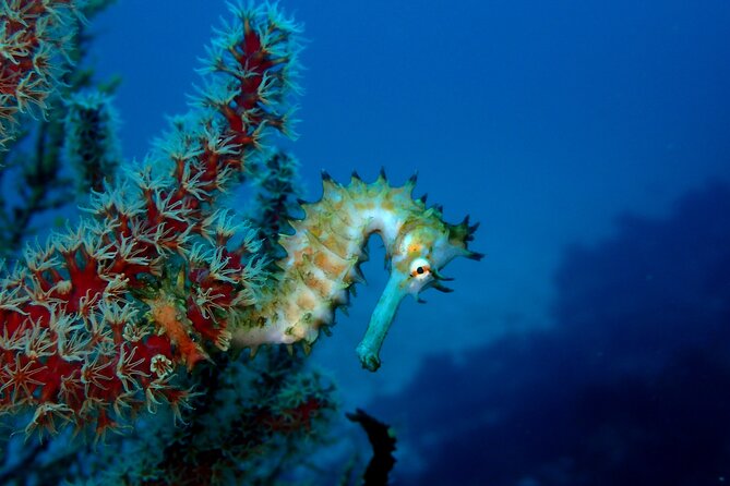 Let'S Enjoy Scuba Diving in Izu Oceanic Park Izu Peninsula for Certificate Diver - Directions