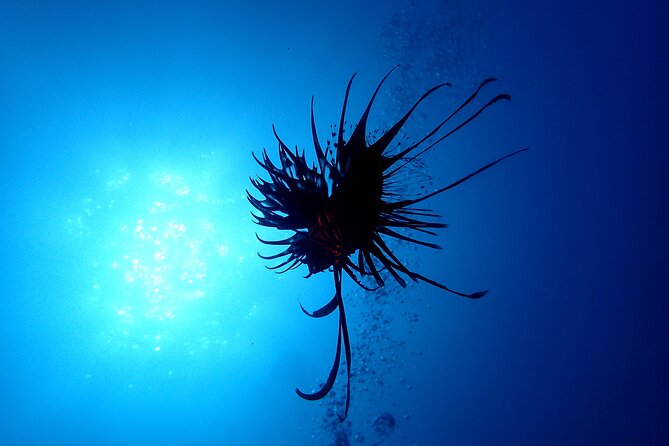 Let'S Enjoy Scuba Diving in Izu Oceanic Park Izu Peninsula for Certificate Diver - Cancellation Policy