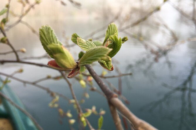 Dive Naturally! Melting Kinshu Lake Submerged Forest Canoe Tour - Traveler Photos and Reviews