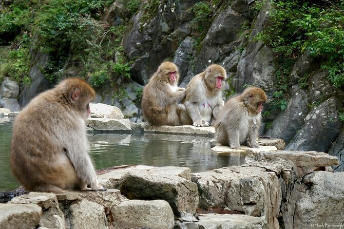 1-Day Private Snow Monkey ZenkoJi Temple & SakeTasting NaganoTour - Frequently Asked Questions