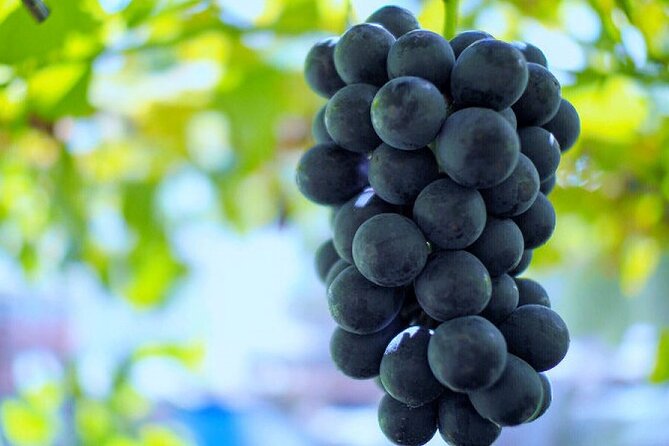 Mt. Fuji, Mt Fuji Panoramic Ropeway & Seasonal Fruits Picking - Reviews